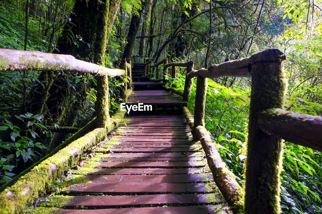 FOOTPATH AMIDST TREES AT PARK