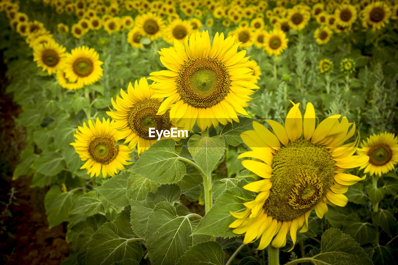 CLOSE-UP OF YELLOW FLOWERING PLANTS