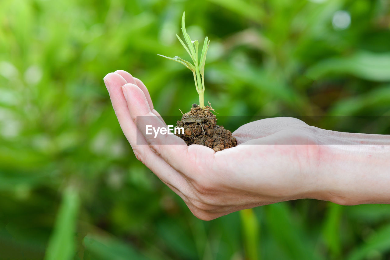 CLOSE-UP OF A HAND HOLDING SMALL PLANT