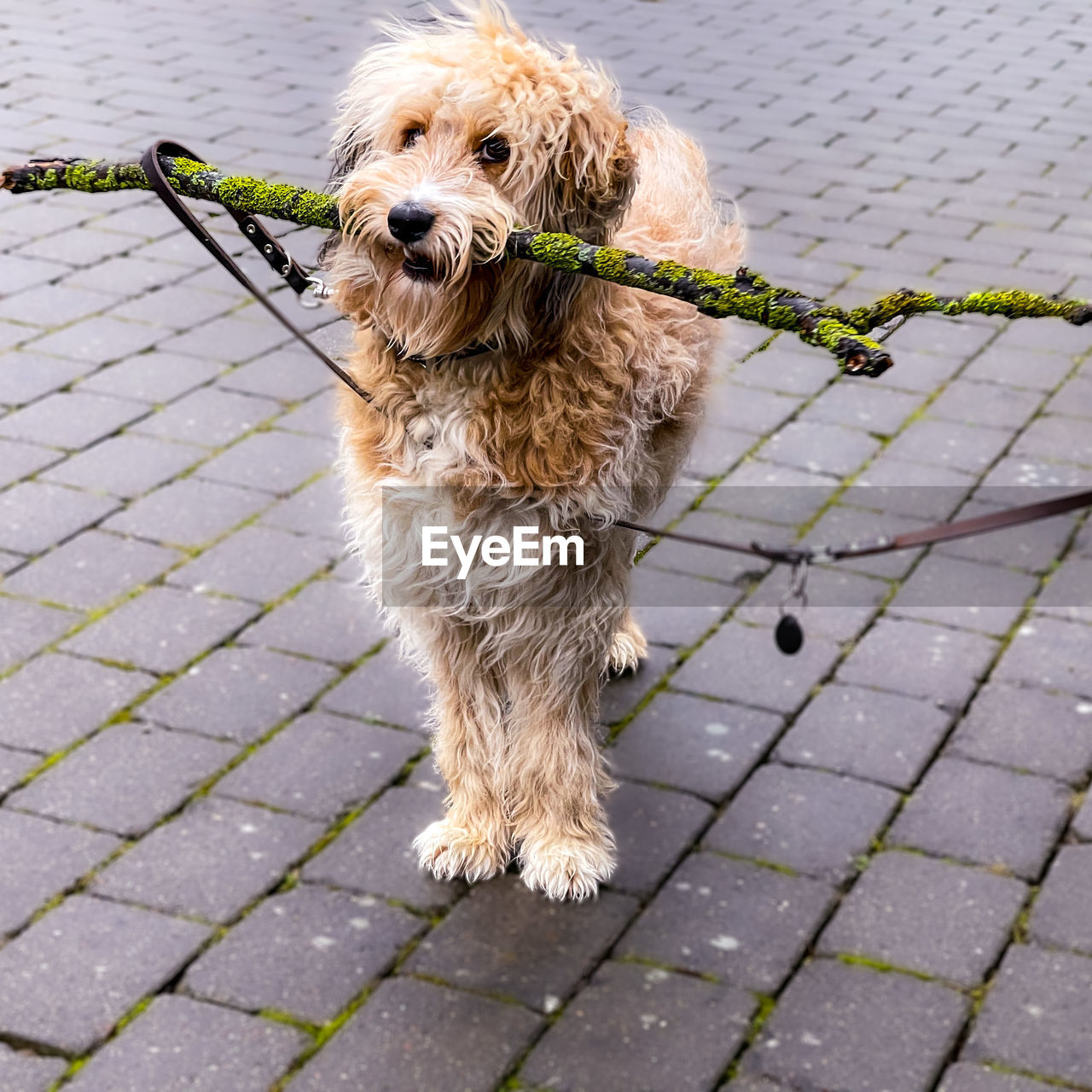 Dog on footpath