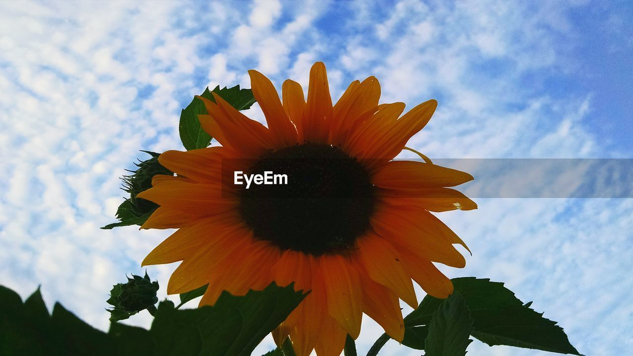 Low angle view of sunflower against cloudy sky