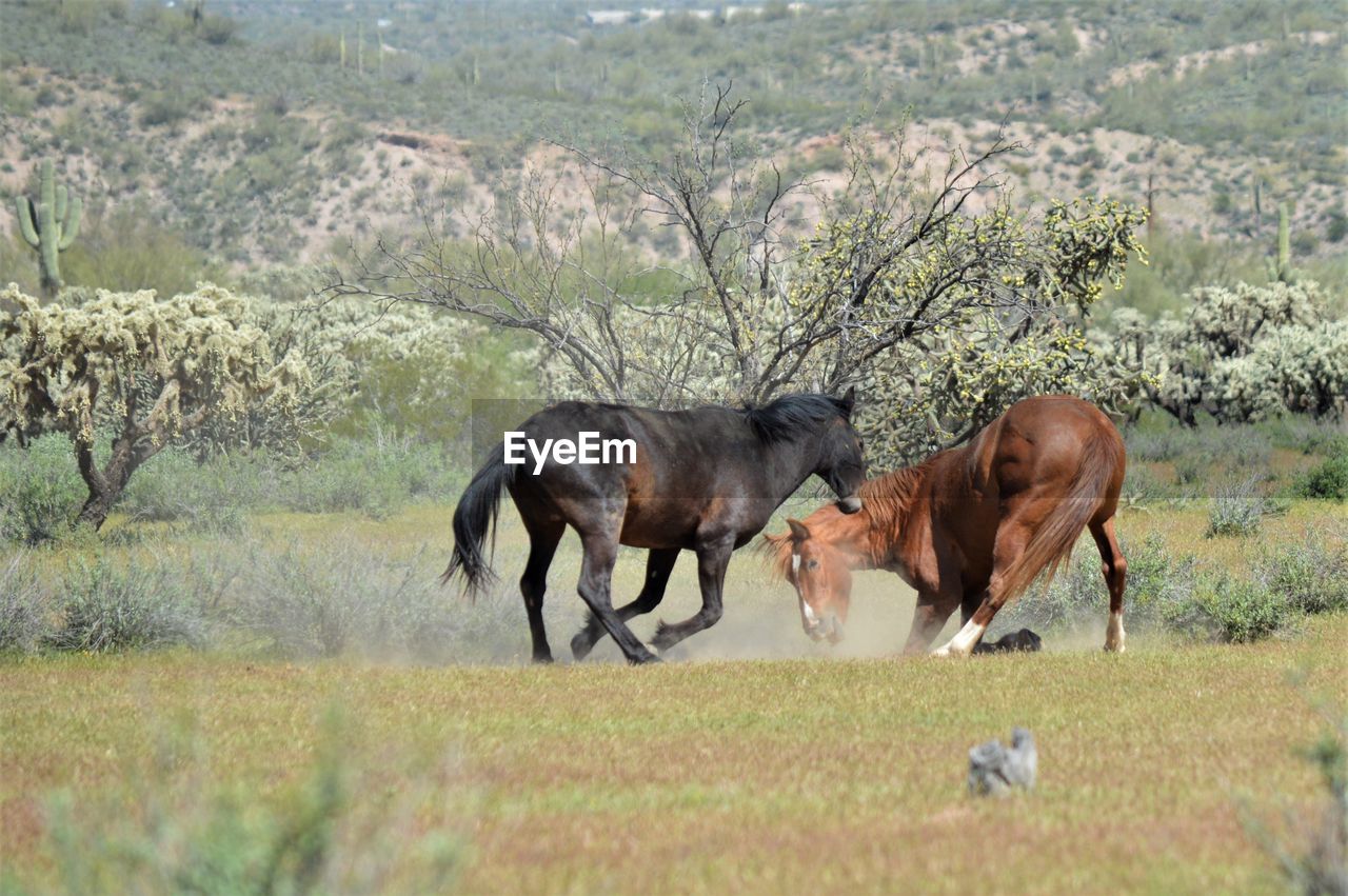 HORSES STANDING IN A FIELD