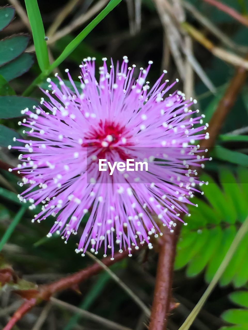 CLOSE-UP OF PINK FLOWERS BLOOMING