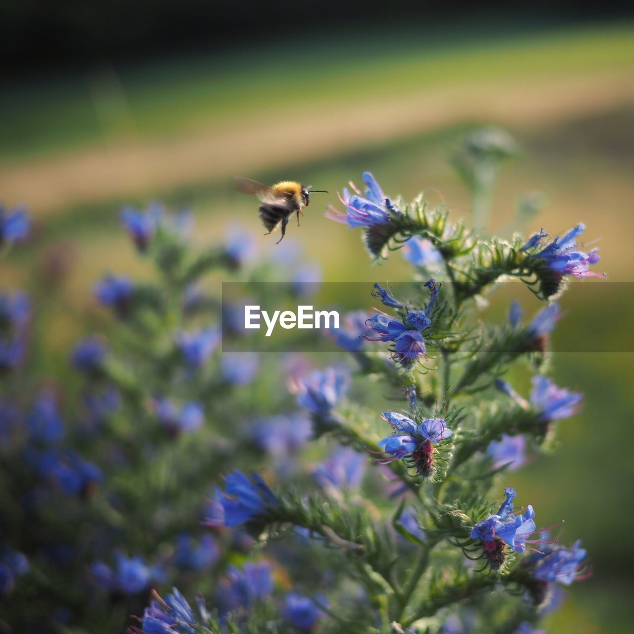 Bee pollinating on purple flowers