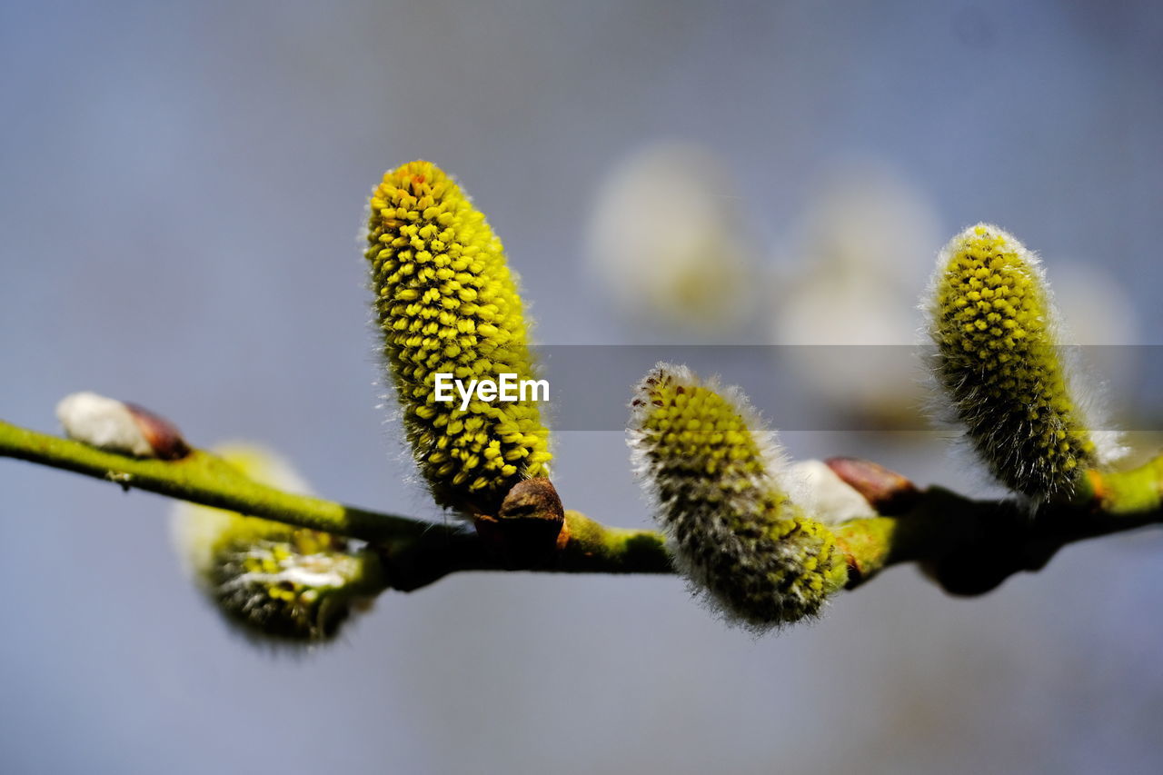 Close-up of plant growing outdoors