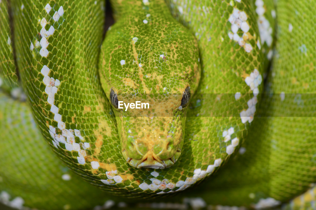 animal themes, animal, one animal, green, snake, reptile, animal wildlife, wildlife, close-up, animal body part, no people, nature, tree, boa, curled up, rainforest, animal head, animal scale, macro photography, plant, warning sign, day, sign, outdoors, forest, portrait, serpent, environment, communication, water