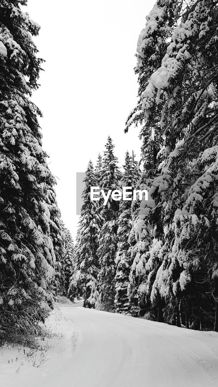 SNOWCAPPED TREES AGAINST SKY