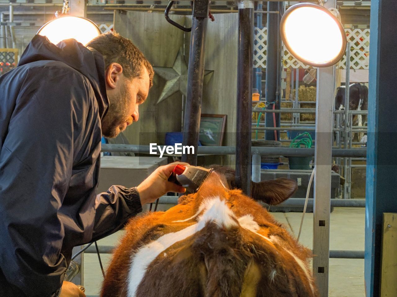 Man cutting hair of cow by illuminated lights in room