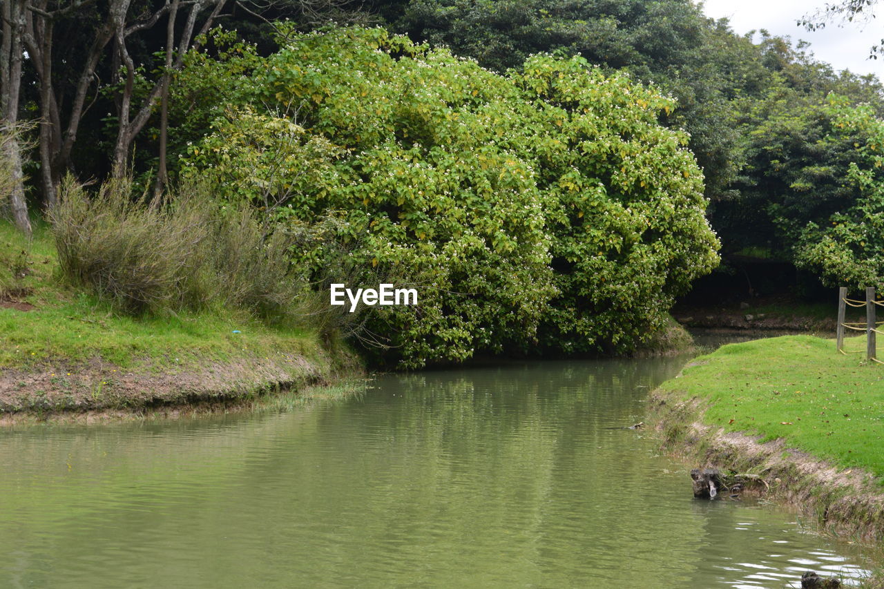 VIEW OF A LAKE WITH PLANTS IN THE BACKGROUND