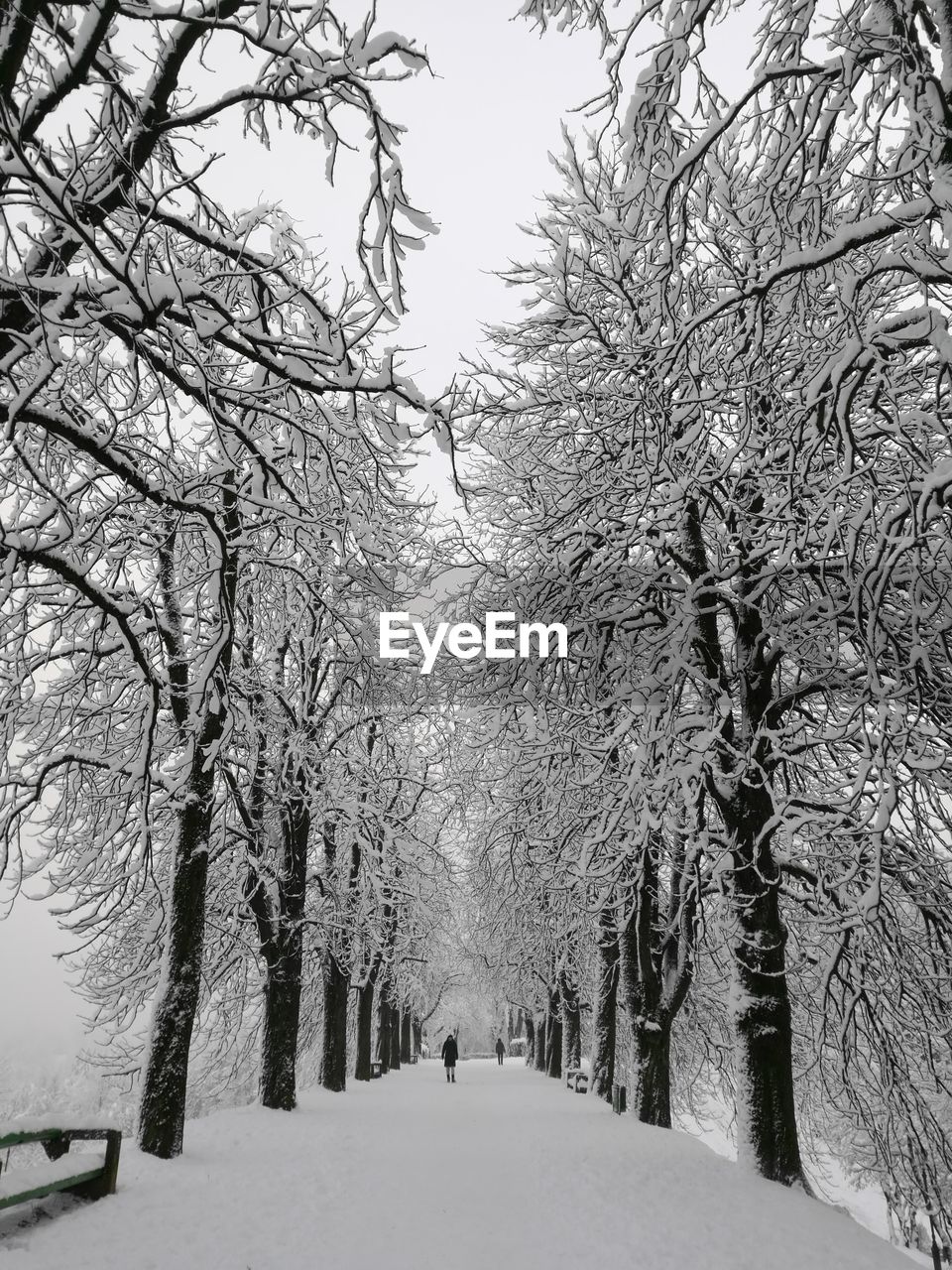 BARE TREES ON SNOW COVERED LANDSCAPE