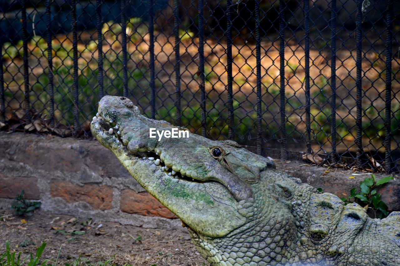Side view of crocodile waiting for bait