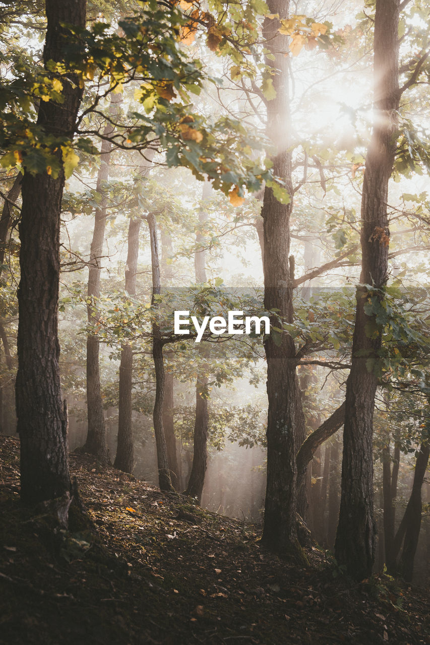 Sunlight streaming through trees in forest