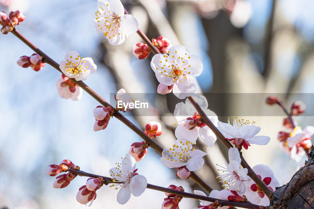 Plum blossoms in early spring in japan