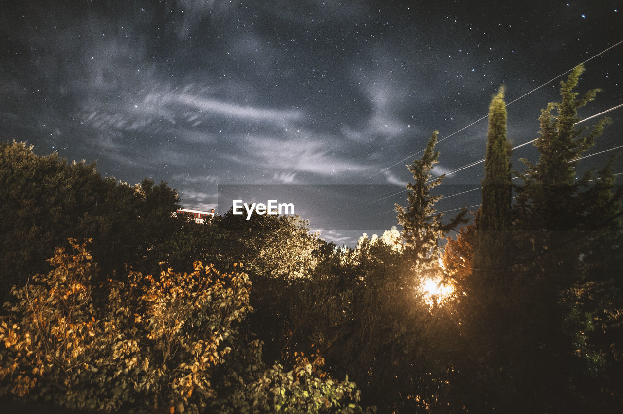 LOW ANGLE VIEW OF TREES AGAINST CLOUDY SKY