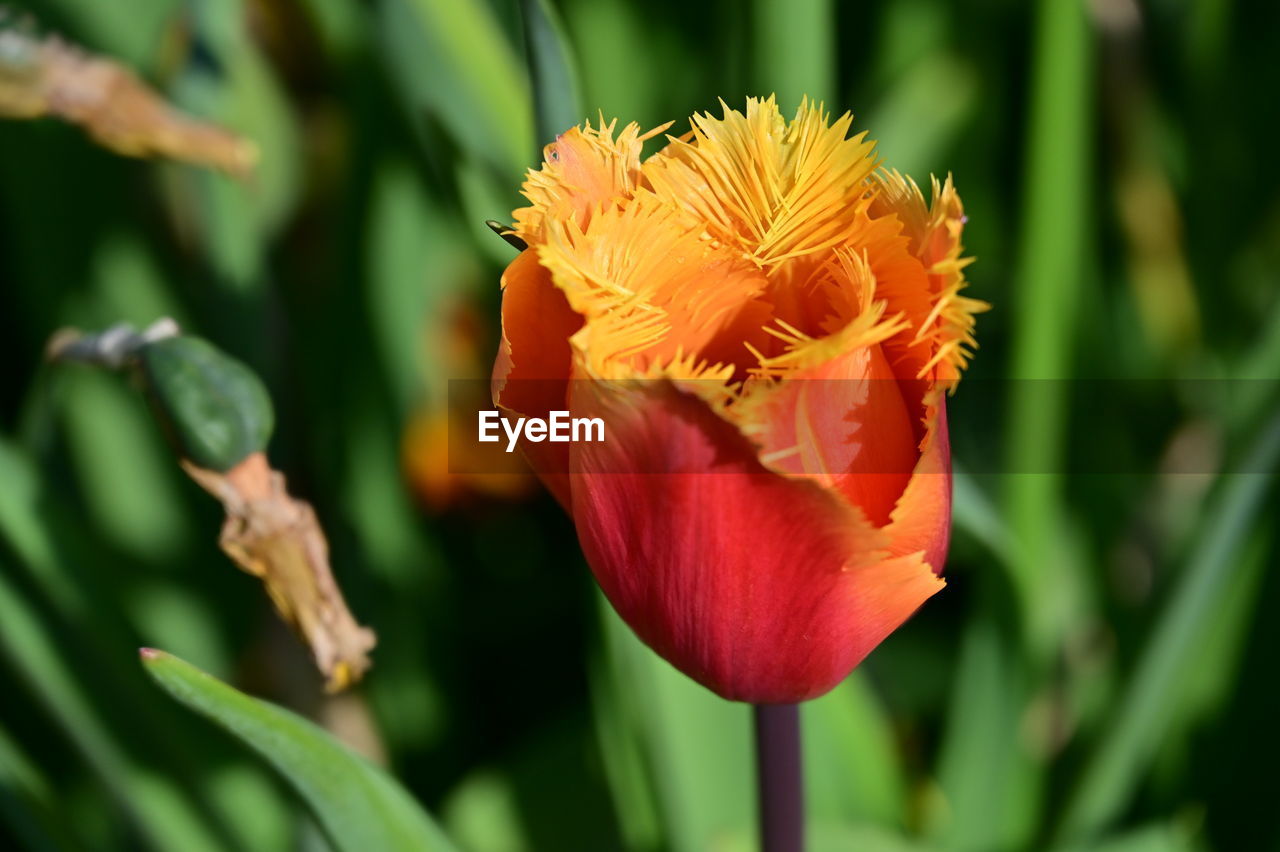 flower, flowering plant, plant, beauty in nature, freshness, petal, close-up, nature, flower head, fragility, inflorescence, growth, focus on foreground, no people, plant part, plant stem, botany, outdoors, leaf, yellow, springtime, blossom, macro photography, tulip, orange color, green, vibrant color, red, multi colored, garden, day