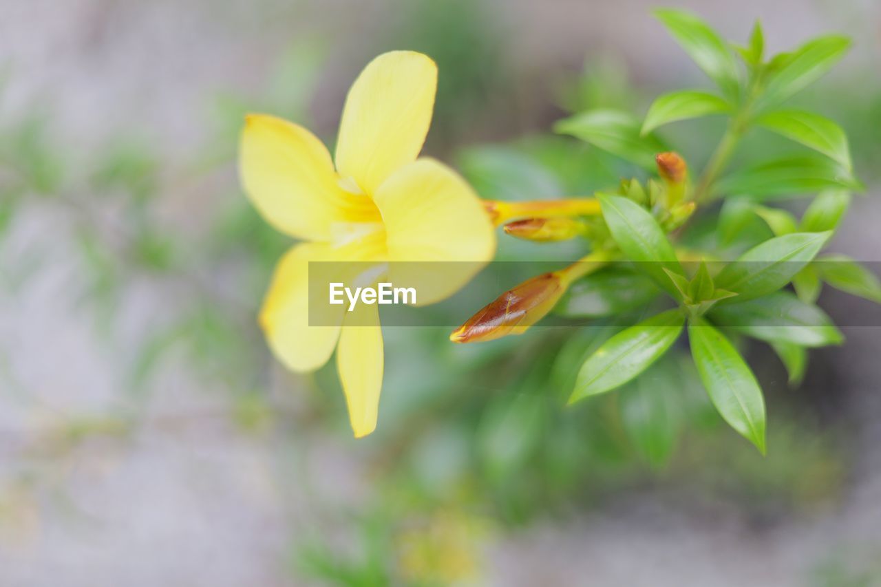 CLOSE-UP OF YELLOW ROSE FLOWER