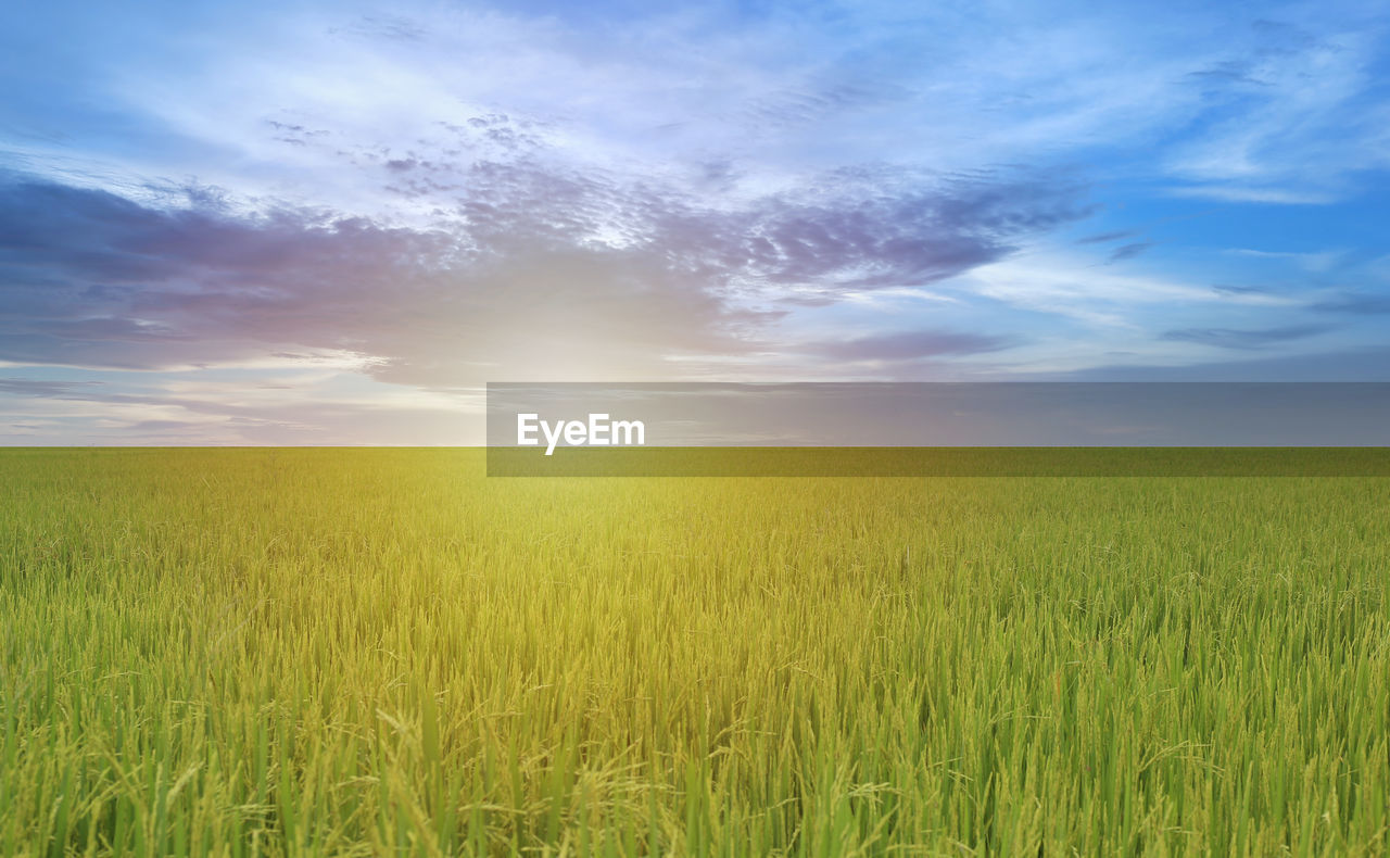 landscape, sky, environment, field, land, cloud, agriculture, rural scene, plant, horizon, grassland, plain, crop, cereal plant, nature, beauty in nature, horizon over land, scenics - nature, food, barley, prairie, growth, tranquility, meadow, tranquil scene, summer, blue, grass, urban skyline, sunlight, wheat, green, no people, idyllic, outdoors, farm, cloudscape, morning, sun, day, vibrant color, rapeseed, rural area, dramatic sky, steppe, sunbeam, non-urban scene