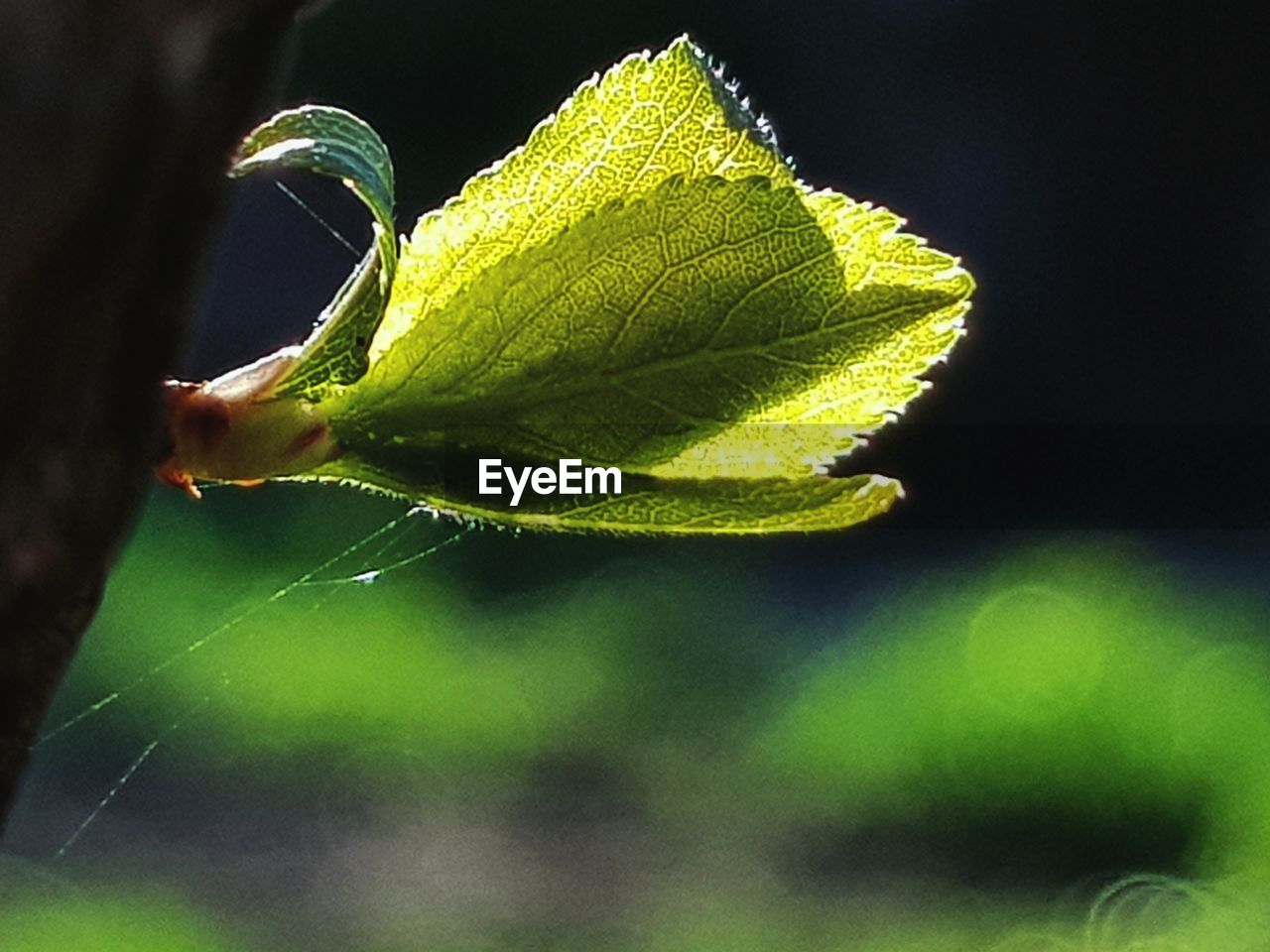 CLOSE-UP OF A PLANT