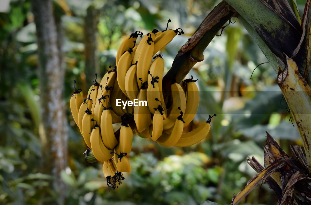 Ripe bananas on the tree, ripe bananas in the garden, this picture was taken in the banana garden