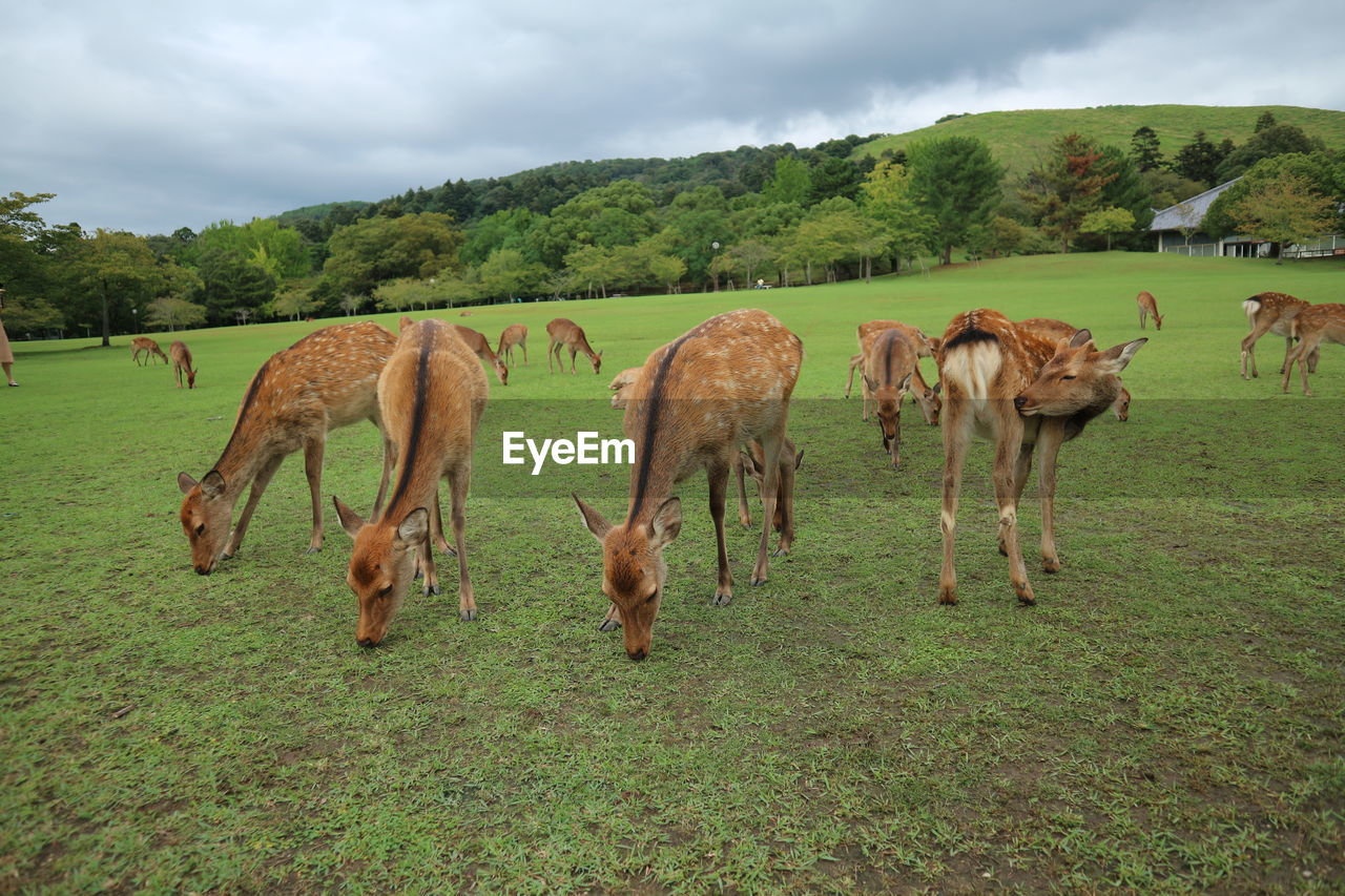 Herd of deer on green field against sky