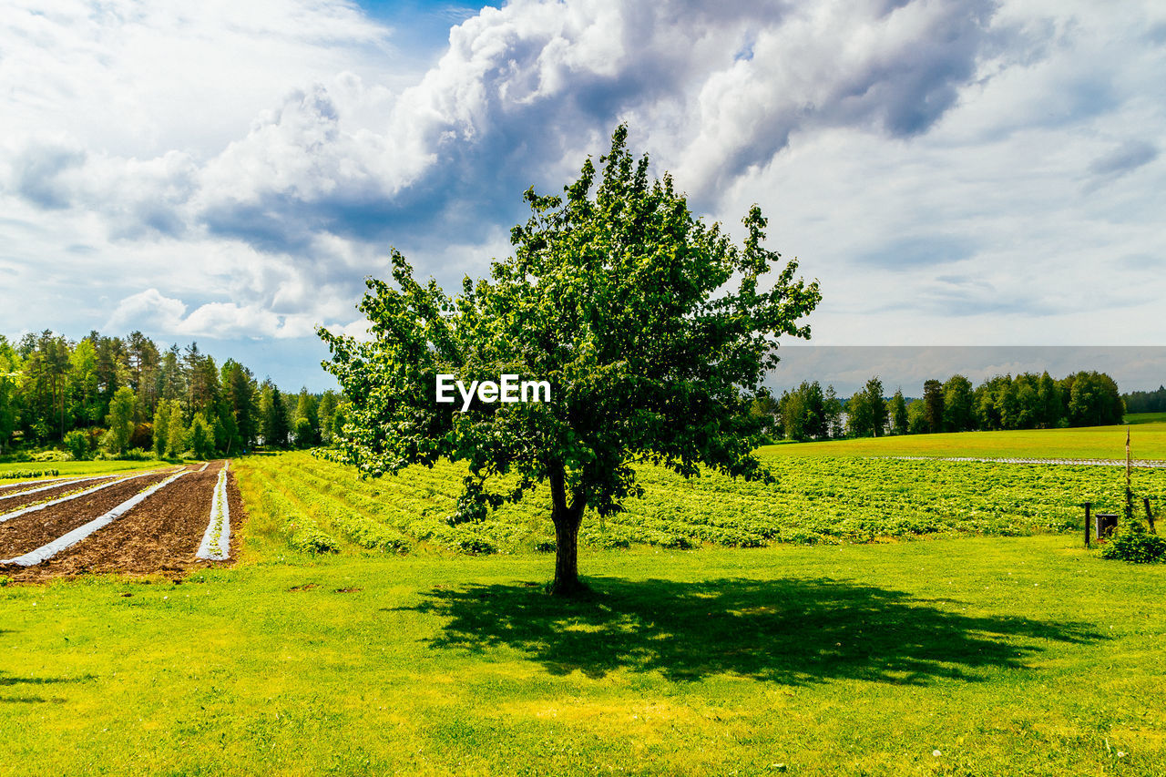 TREES ON FIELD AGAINST CLOUDY SKY