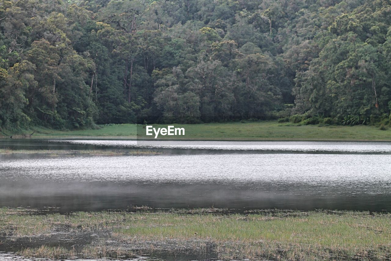 SCENIC VIEW OF LAKE AGAINST TREES IN FOREST