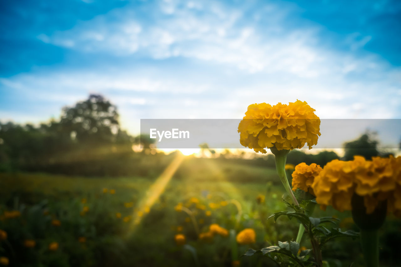 Close-up of yellow flowering plant on field against sky