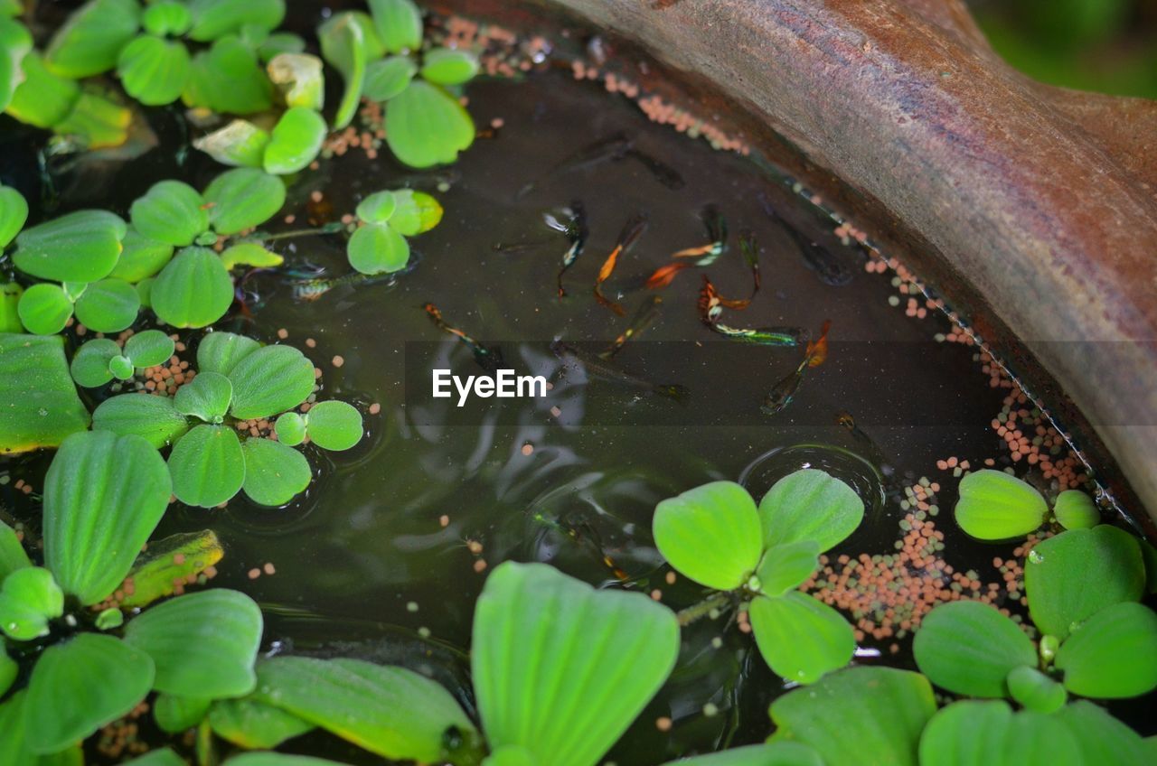 HIGH ANGLE VIEW OF LEAVES FLOATING IN LAKE