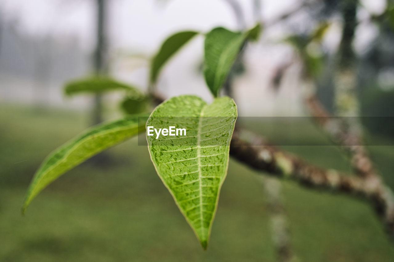 Close-up of green leaf