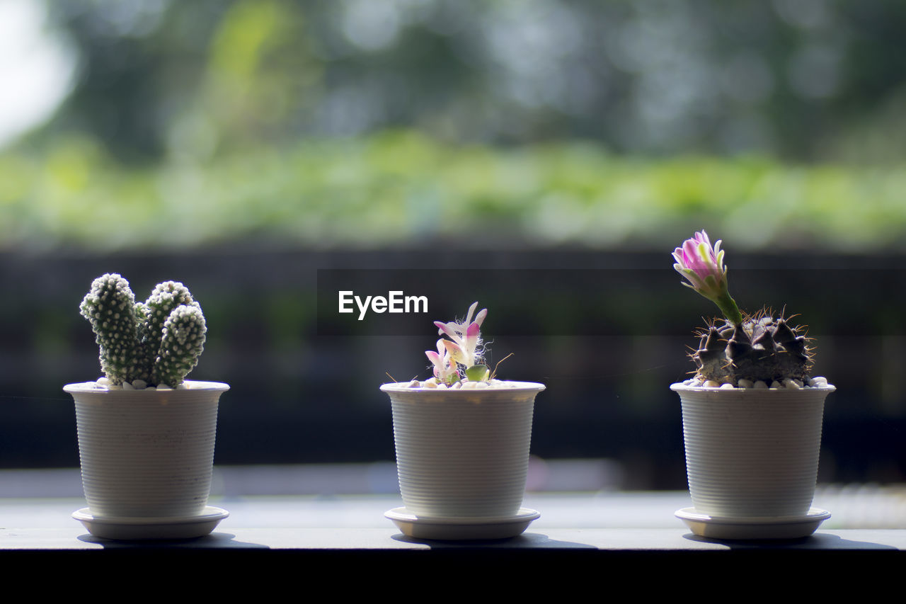 Close-up of potted cactus on table