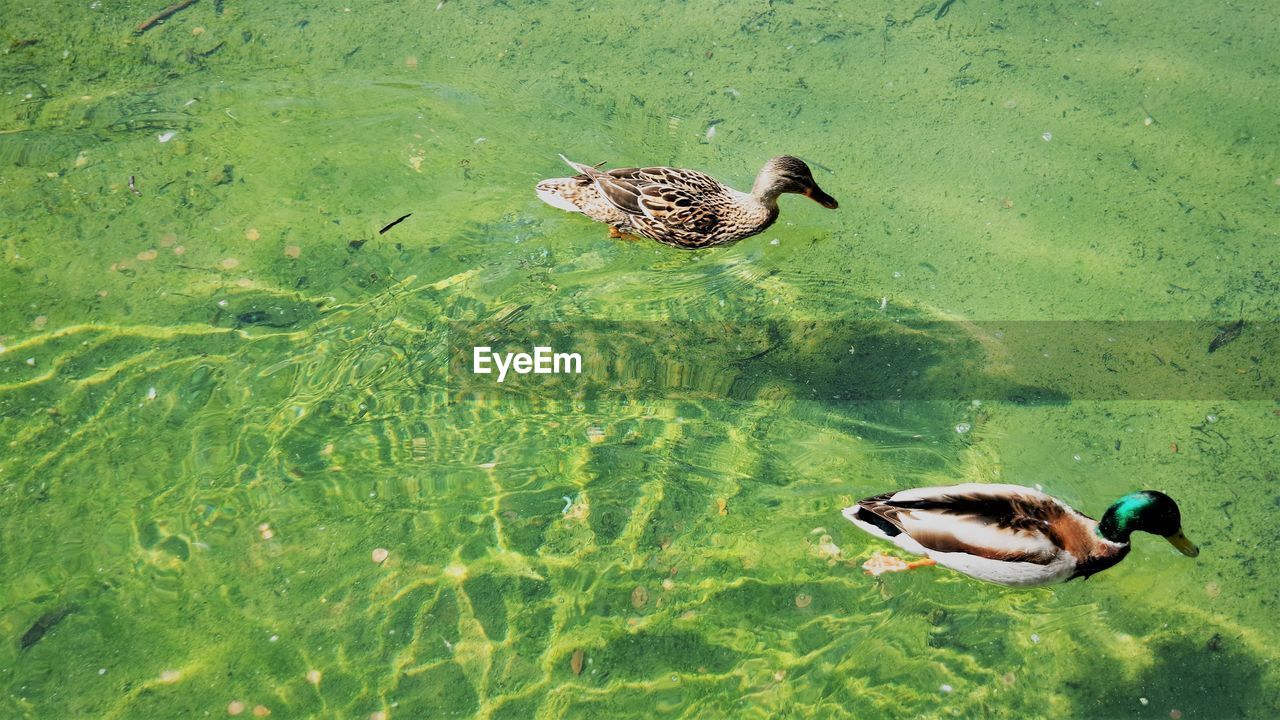 Duck swimming in a lake