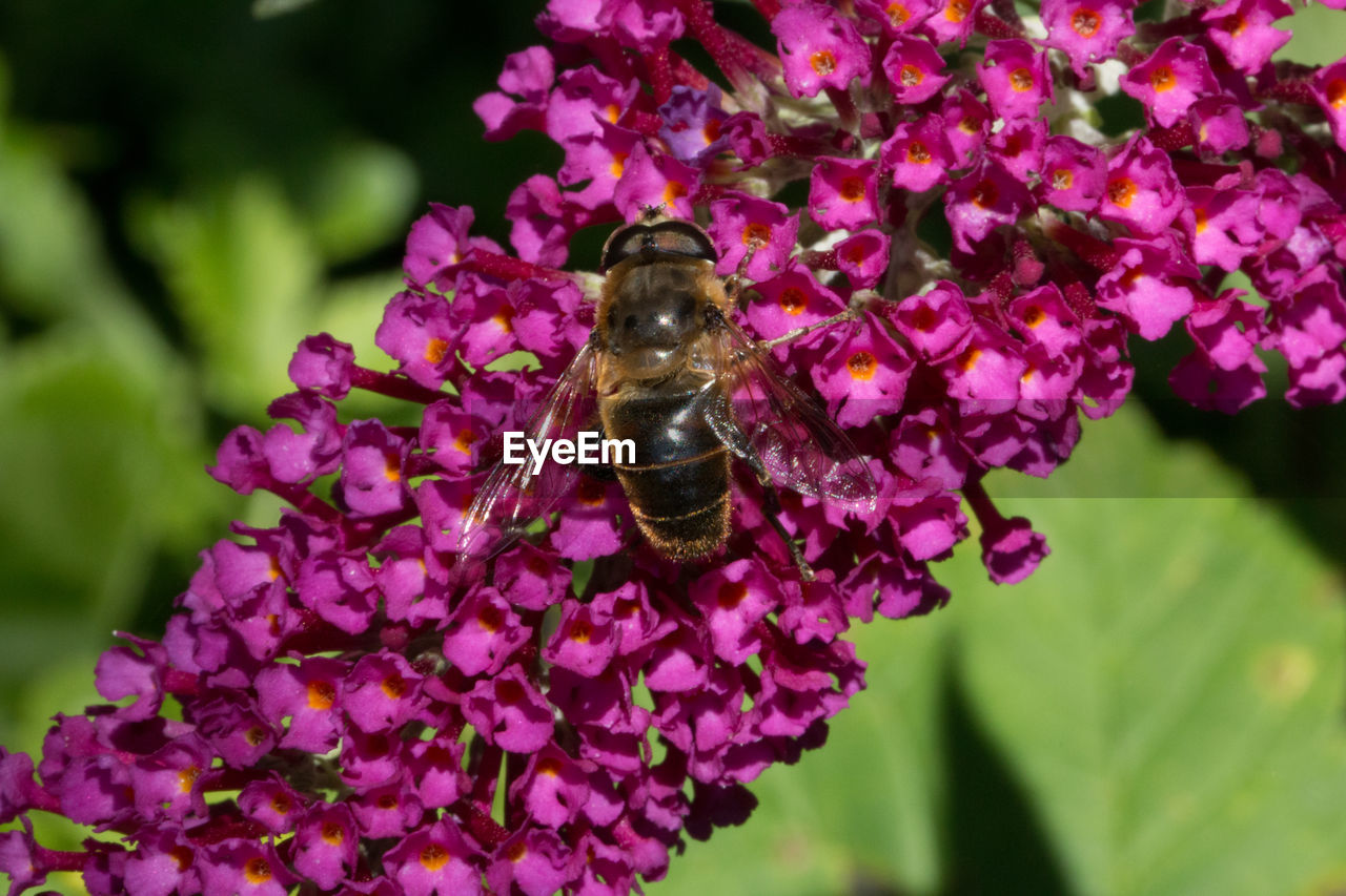 Close-up of insect on pink buddleia flower