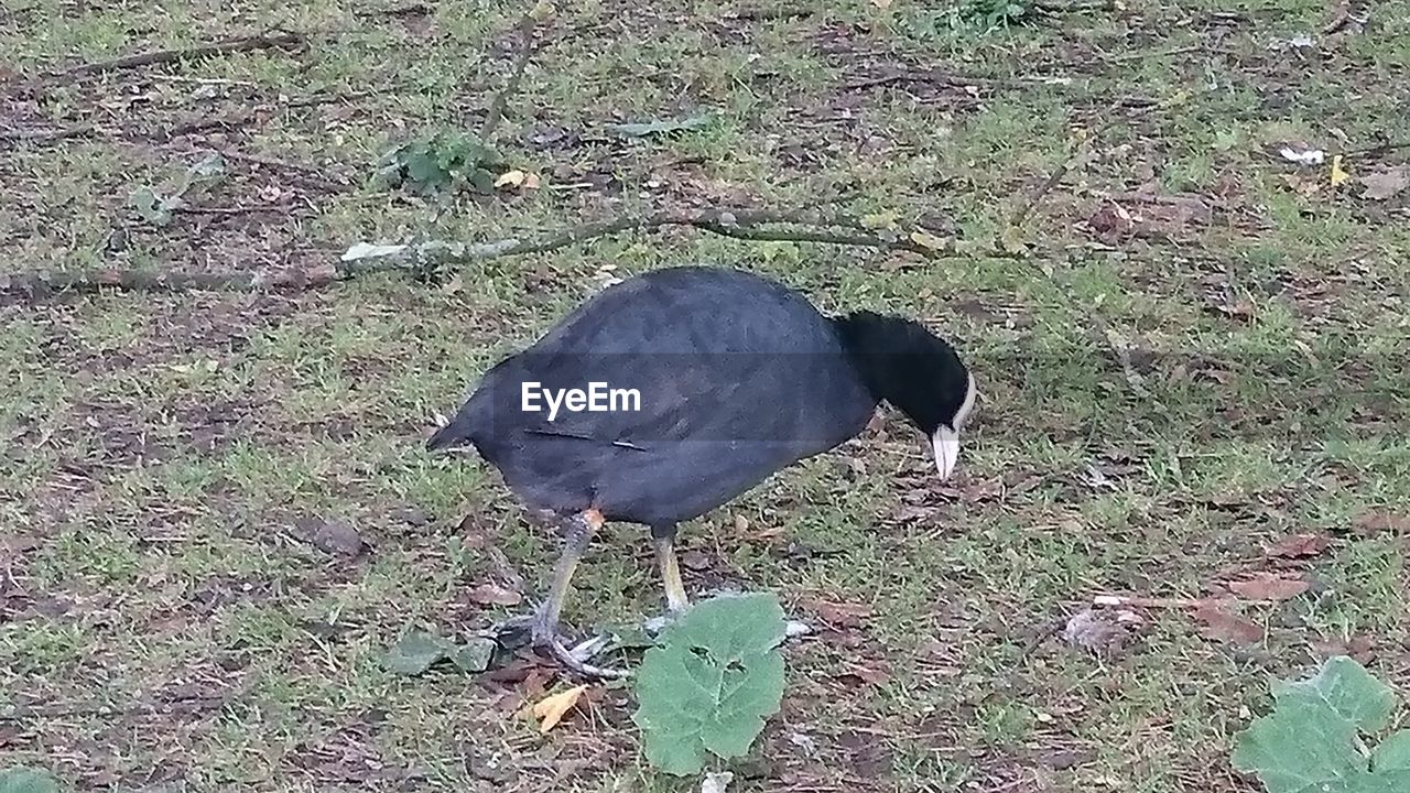 HIGH ANGLE VIEW OF TWO BIRDS ON LAND