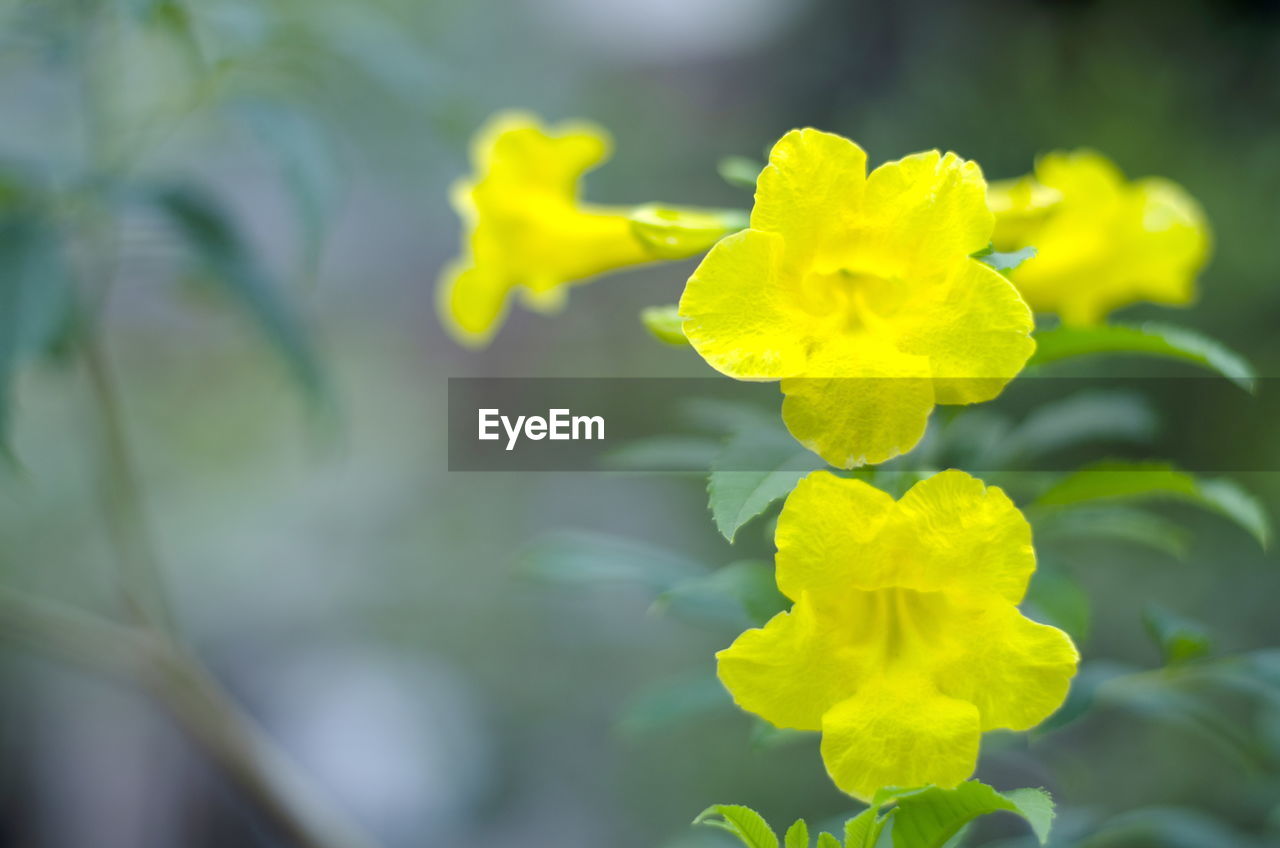 CLOSE-UP OF YELLOW ROSE FLOWER