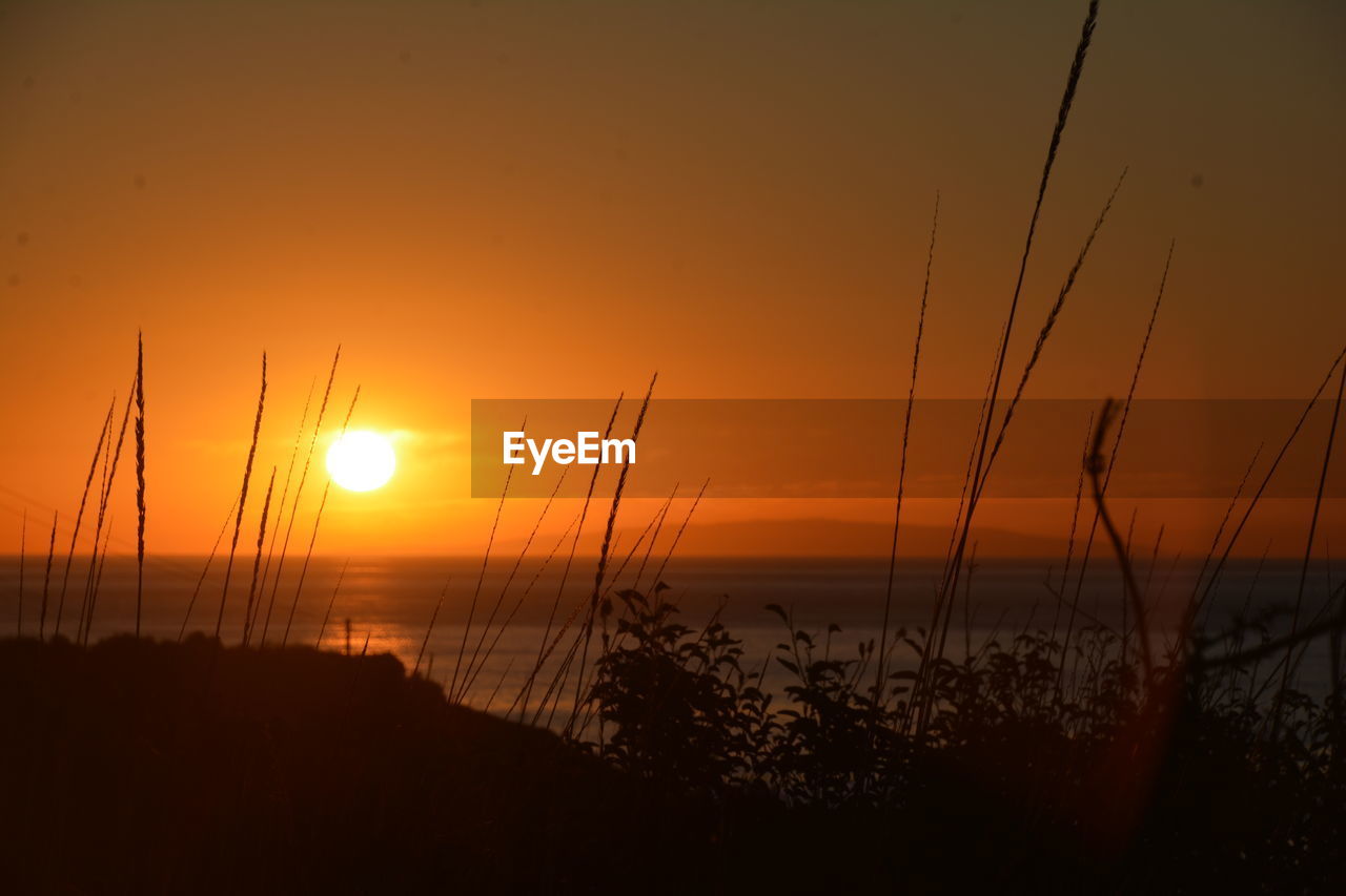 SILHOUETTE PLANTS AGAINST SEA DURING SUNSET