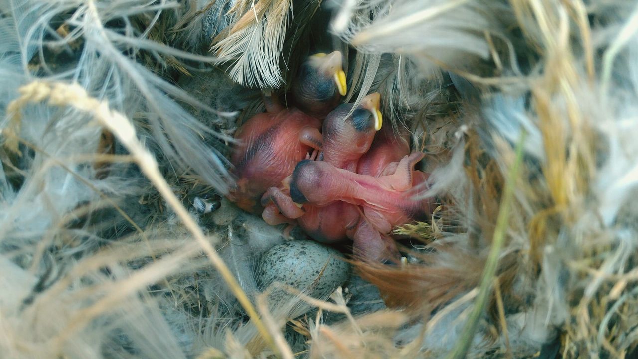 Close-up high angle view of young birds in nest