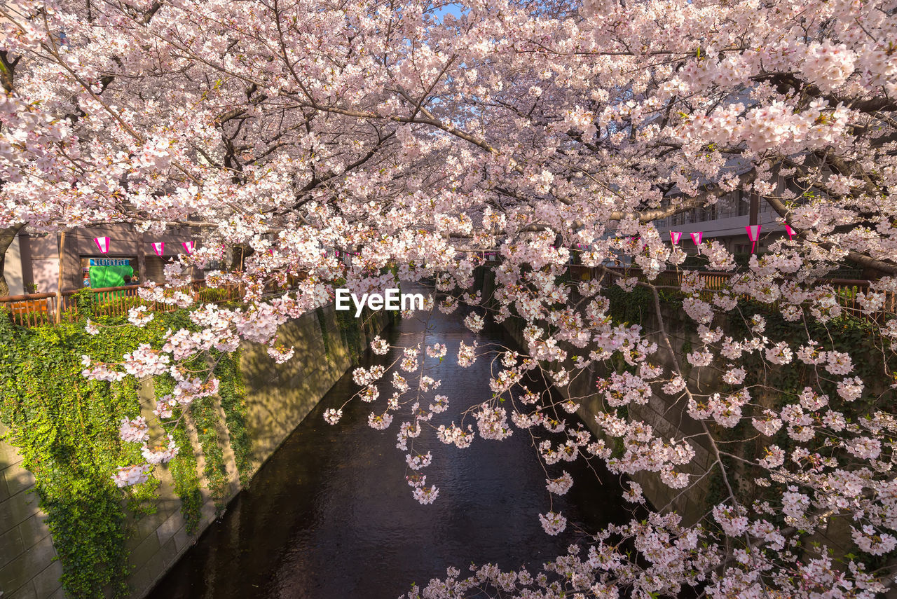 PINK CHERRY BLOSSOM TREE
