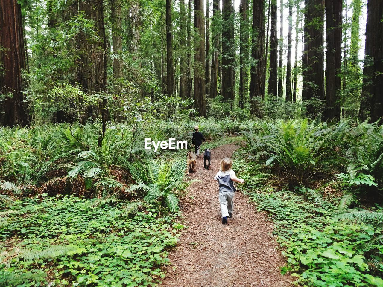 Rear view of siblings with dogs running on dirt road in forest