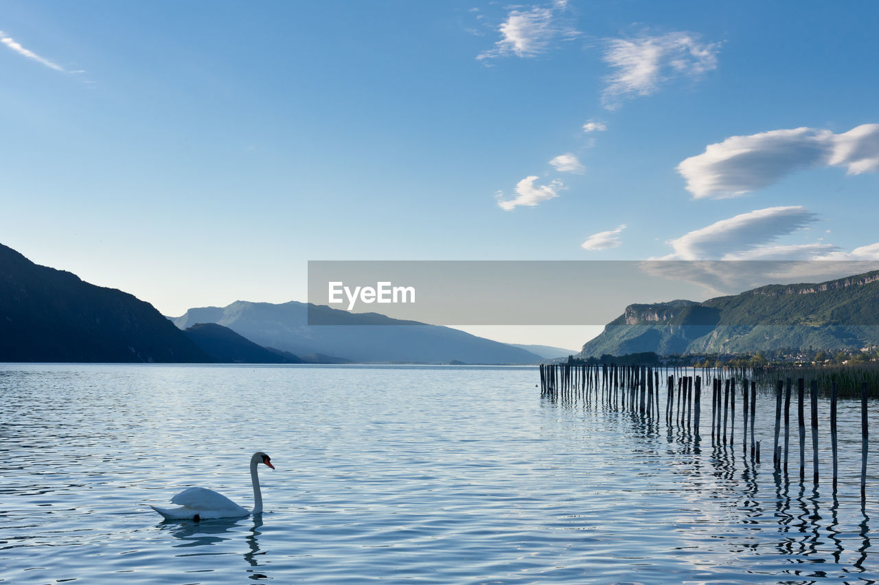 Swans swimming on lake against sky