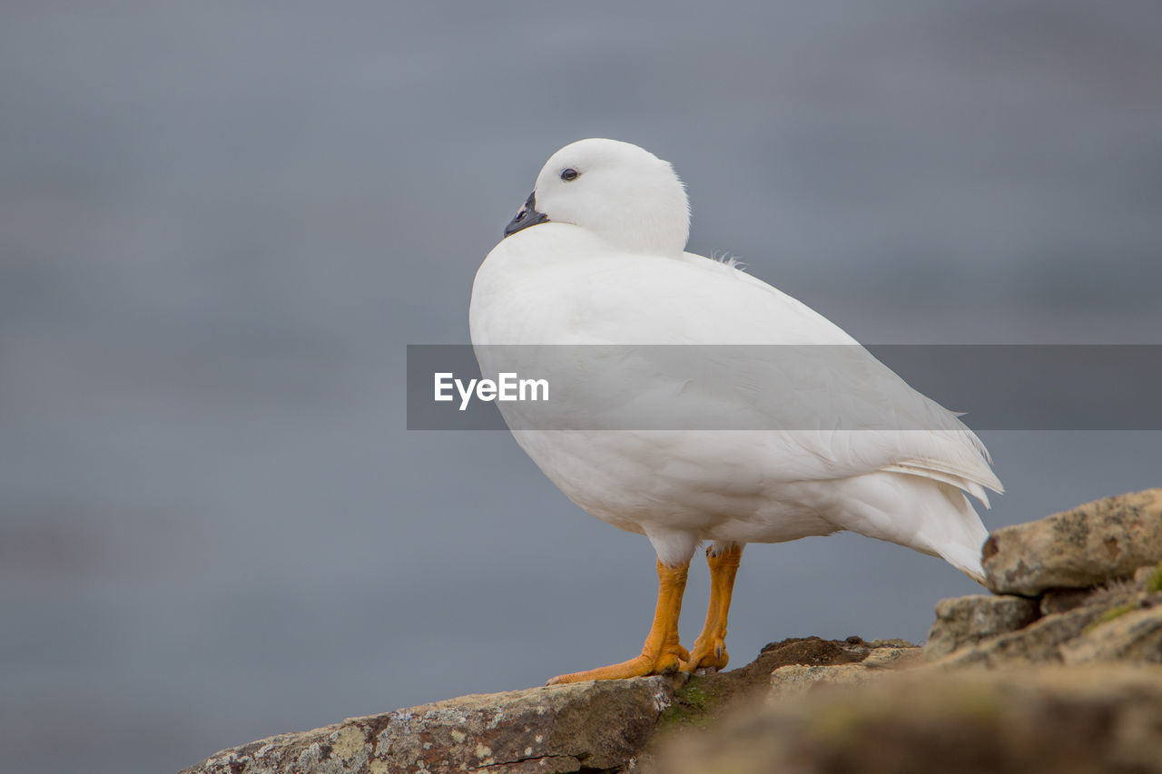 CLOSE-UP OF SEAGULL PERCHING ON ROCK AGAINST SKY