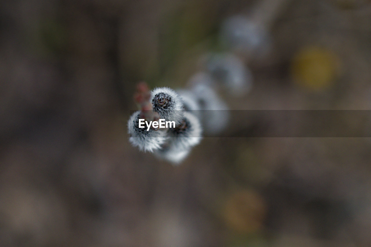 Close-up of wilted flower against blurred background