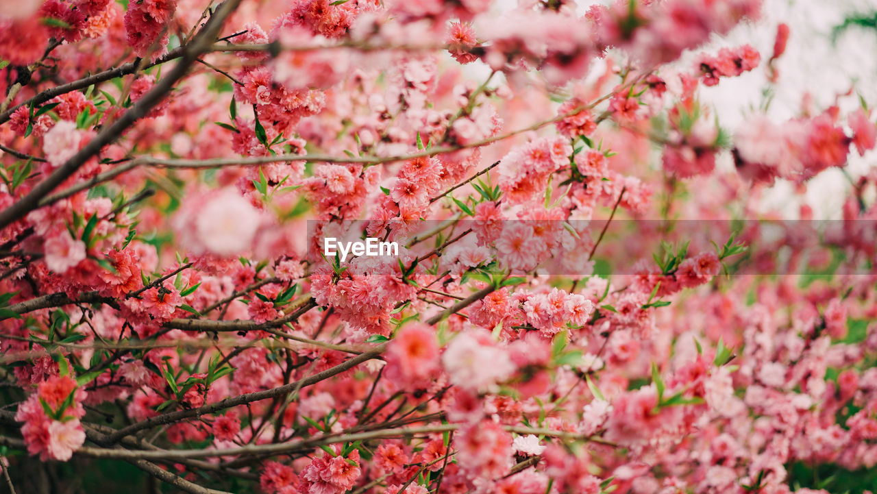 Close-up of fresh pink flowers on branch