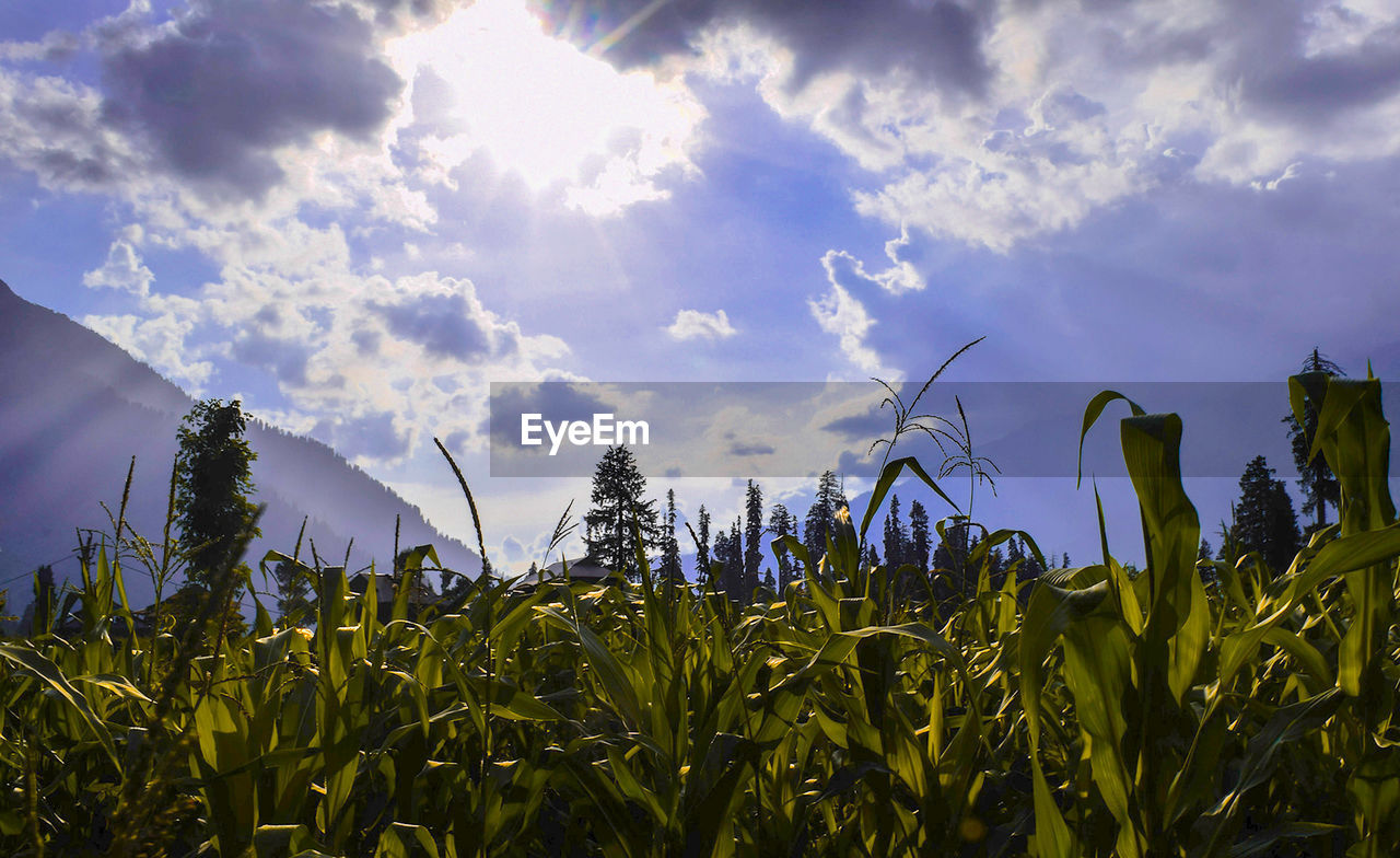PLANTS GROWING ON FARM AGAINST SKY