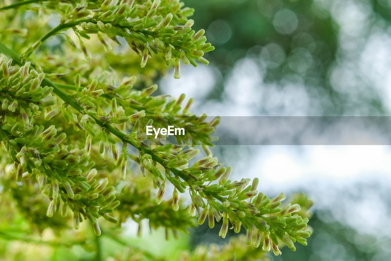 CLOSE-UP OF GREEN LEAVES