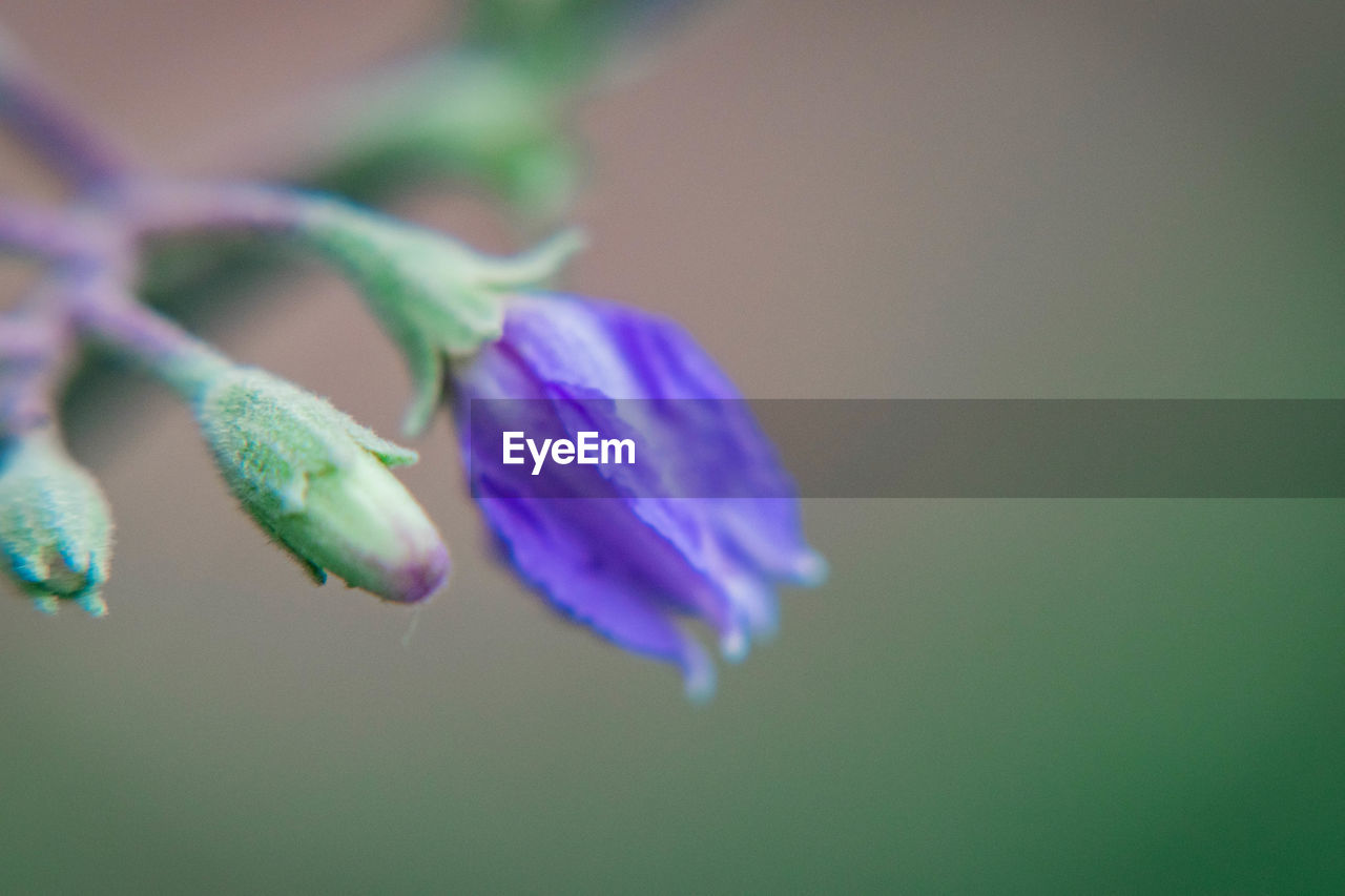 Close-up of purple flowering plant