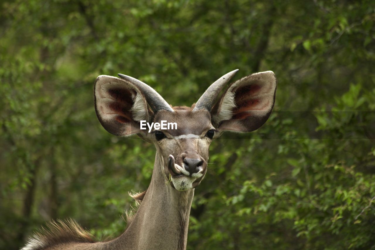 Portrait of kudu standing against trees in forest