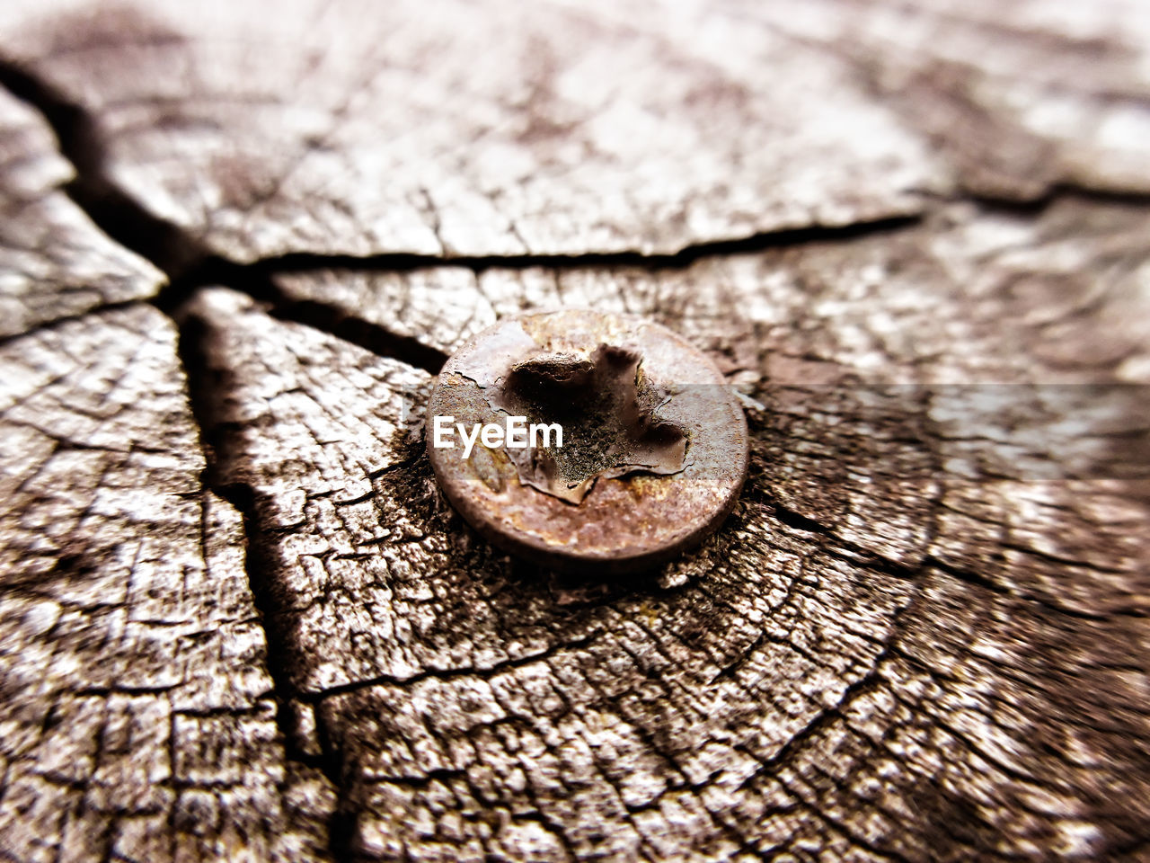 HIGH ANGLE VIEW OF TREE TRUNK ON PLANT