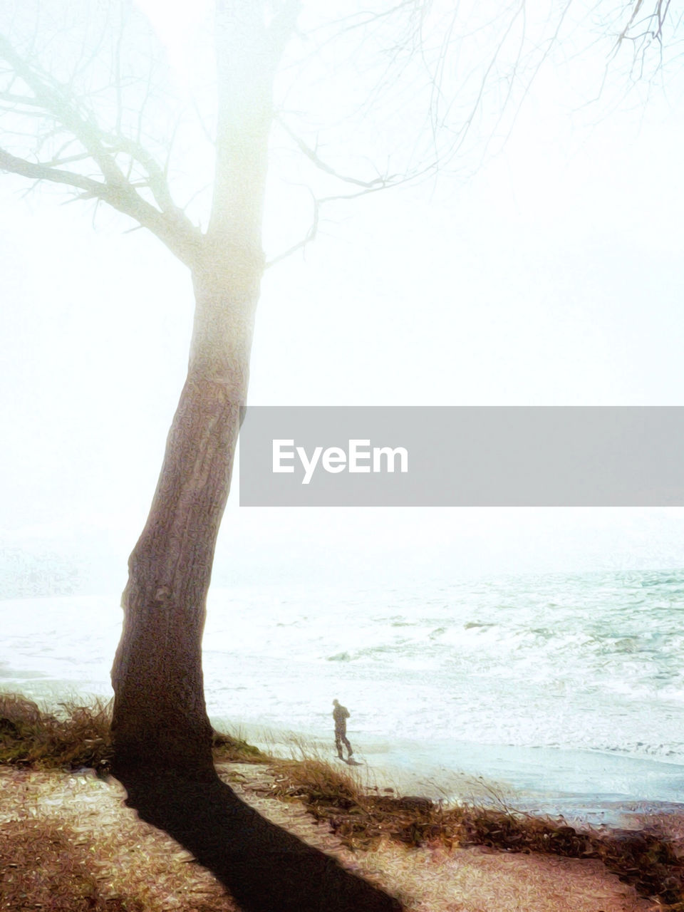 TREES ON BEACH AGAINST SKY