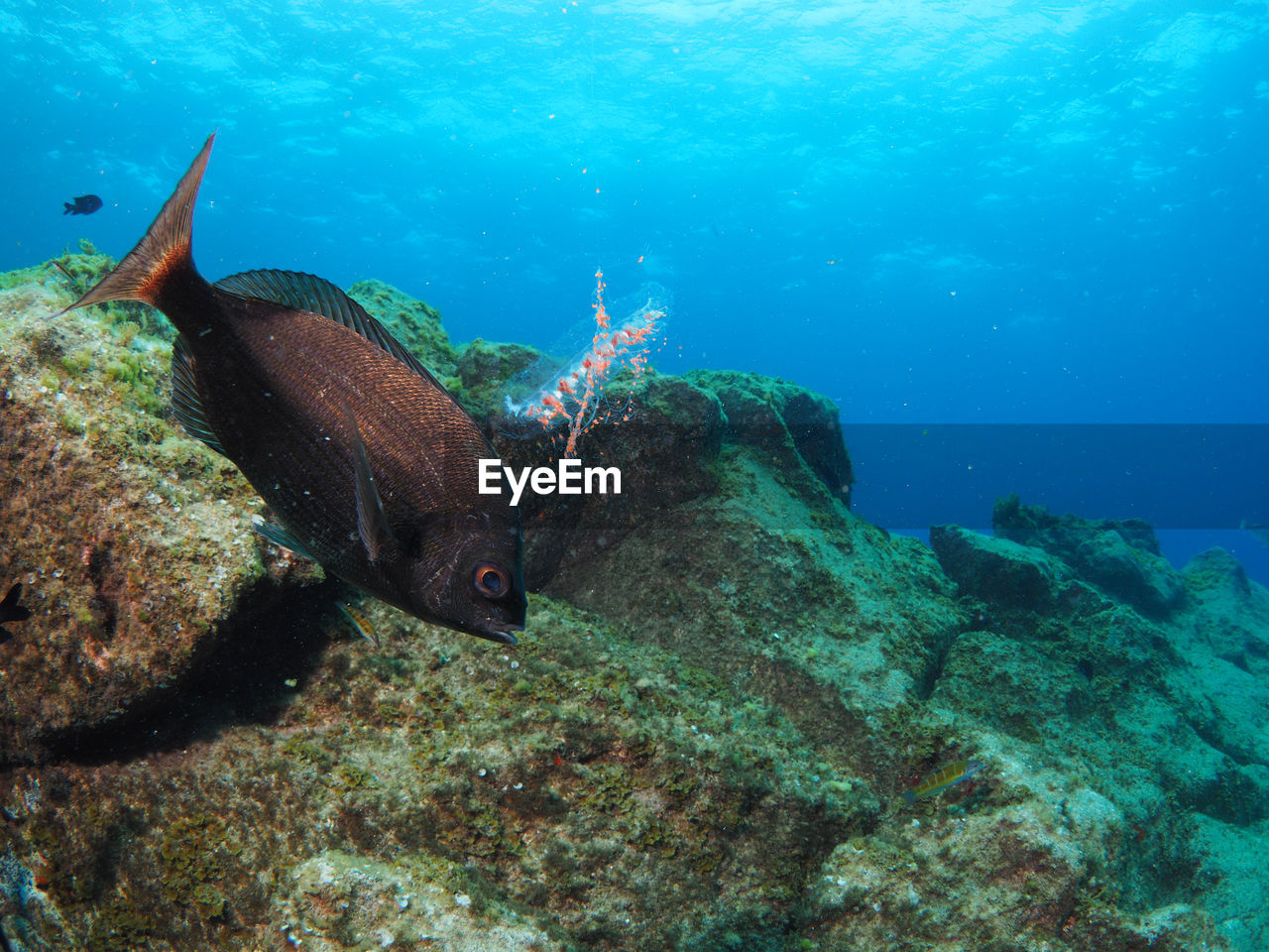 FISH SWIMMING UNDERWATER