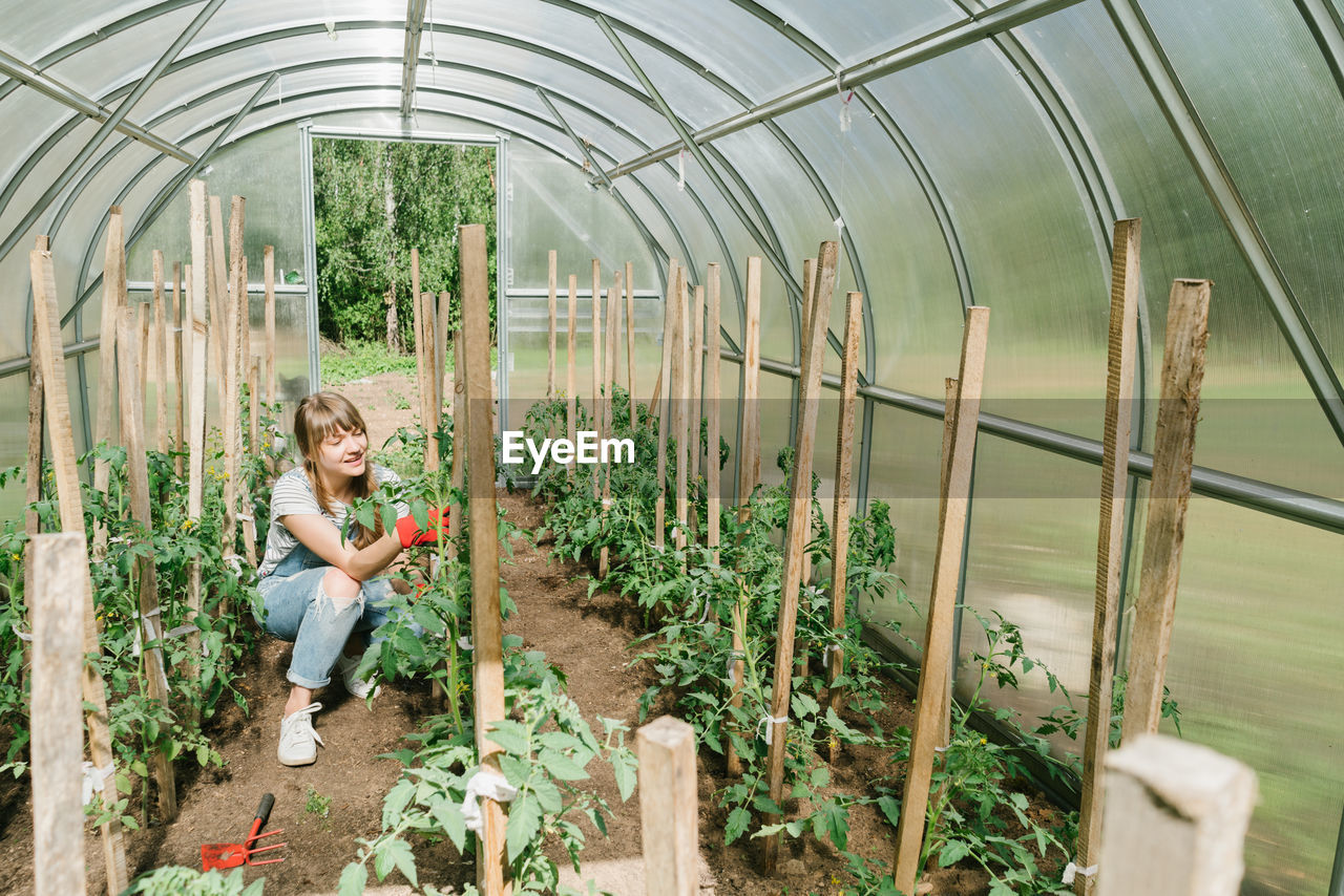 Young female loosening earth with rake under cucumbers at greenhouse